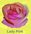 Lady_Pink