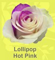 Lollipop_Hot_Pk