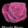 Moody-Blues
