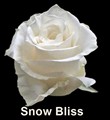 Snow_Bliss