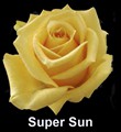 Super_Sun