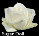 Sugar_Doll