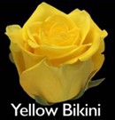 Yellow-Bikini